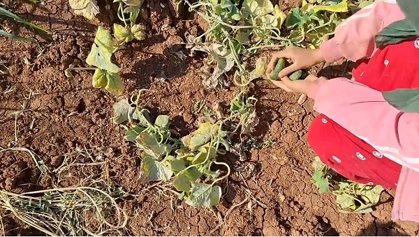 Foto - Şanlıurfa'da ilk kez ekildi! Hasat yüz güldürdü