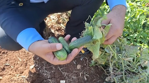 Foto - Şanlıurfa'da ilk kez ekildi! Hasat yüz güldürdü