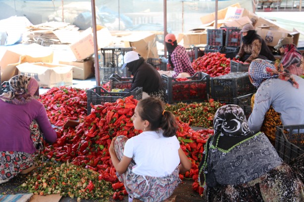 Foto - Şanlıurfa'da isotun acı serüveni başladı