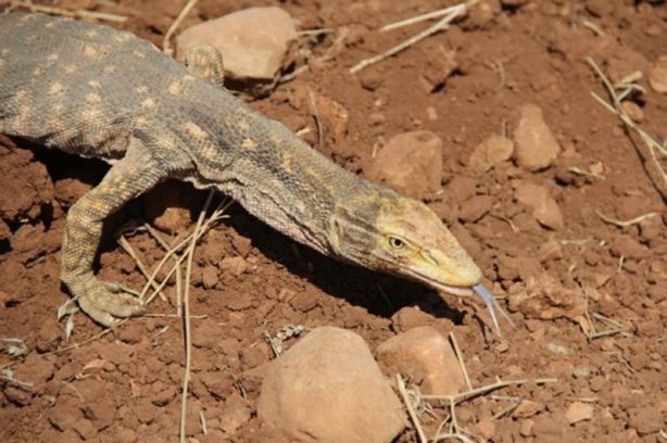 Foto - Şanlıurfa’da ortaya çıktı
