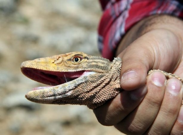 Foto - Şanlıurfa’da ortaya çıktı