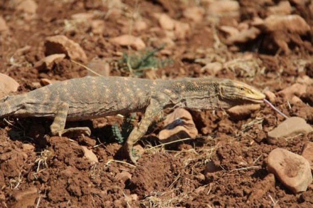 Foto - Şanlıurfa’da ortaya çıktı