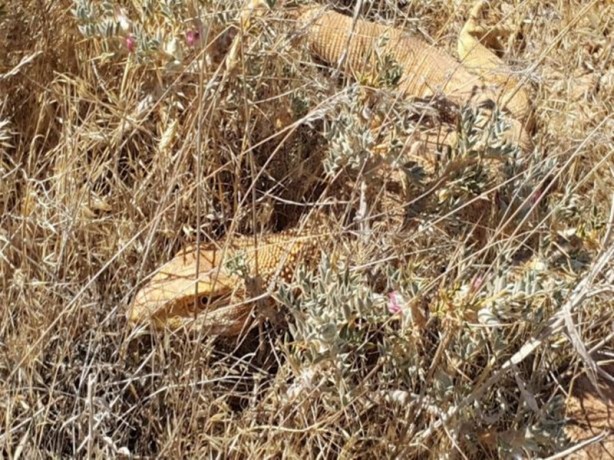 Foto - Şanlıurfa’da ortaya çıktı