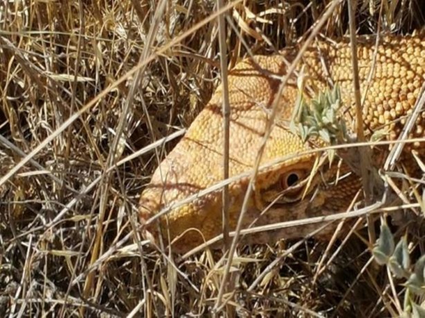 Foto - Şanlıurfa’da ortaya çıktı