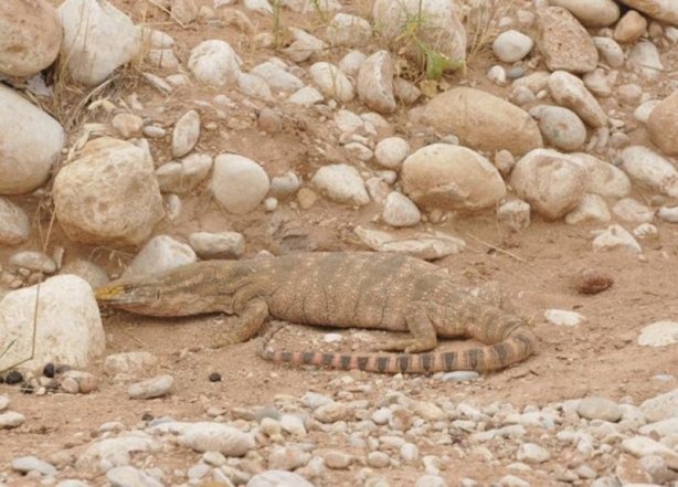 Foto - Şanlıurfa’da ortaya çıktı