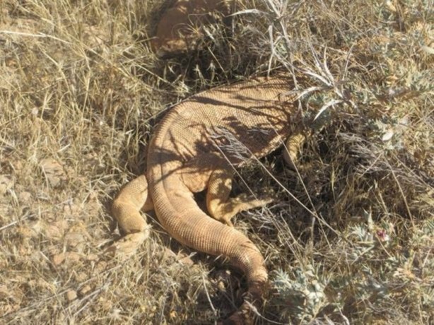 Foto - Şanlıurfa’da ortaya çıktı
