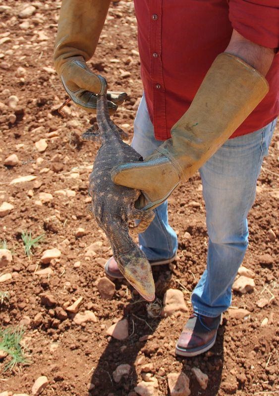 Foto - Şanlıurfa’da ortaya çıktı