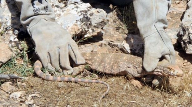 Foto - Şanlıurfa’da ortaya çıktı