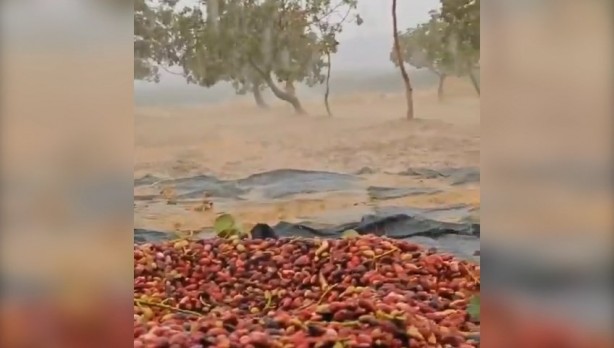 Foto - Şanlıurfa'da sağanak etkili oldu, fıstıklar su altında kaldı