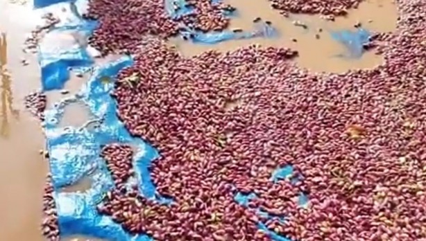 Foto - Şanlıurfa'da sağanak etkili oldu, fıstıklar su altında kaldı