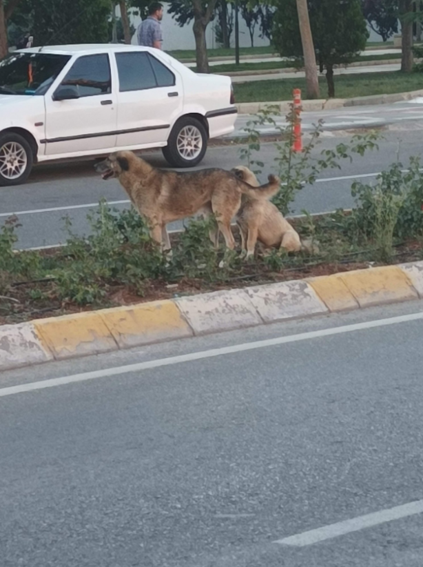 Foto - Şanlıurfa’da vatandaşı ısıran köpek kuduz çıktı