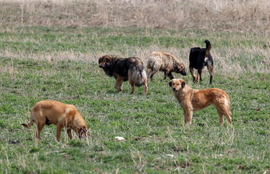 Şanlıurfa’da vatandaşı ısıran köpek kuduz çıktı