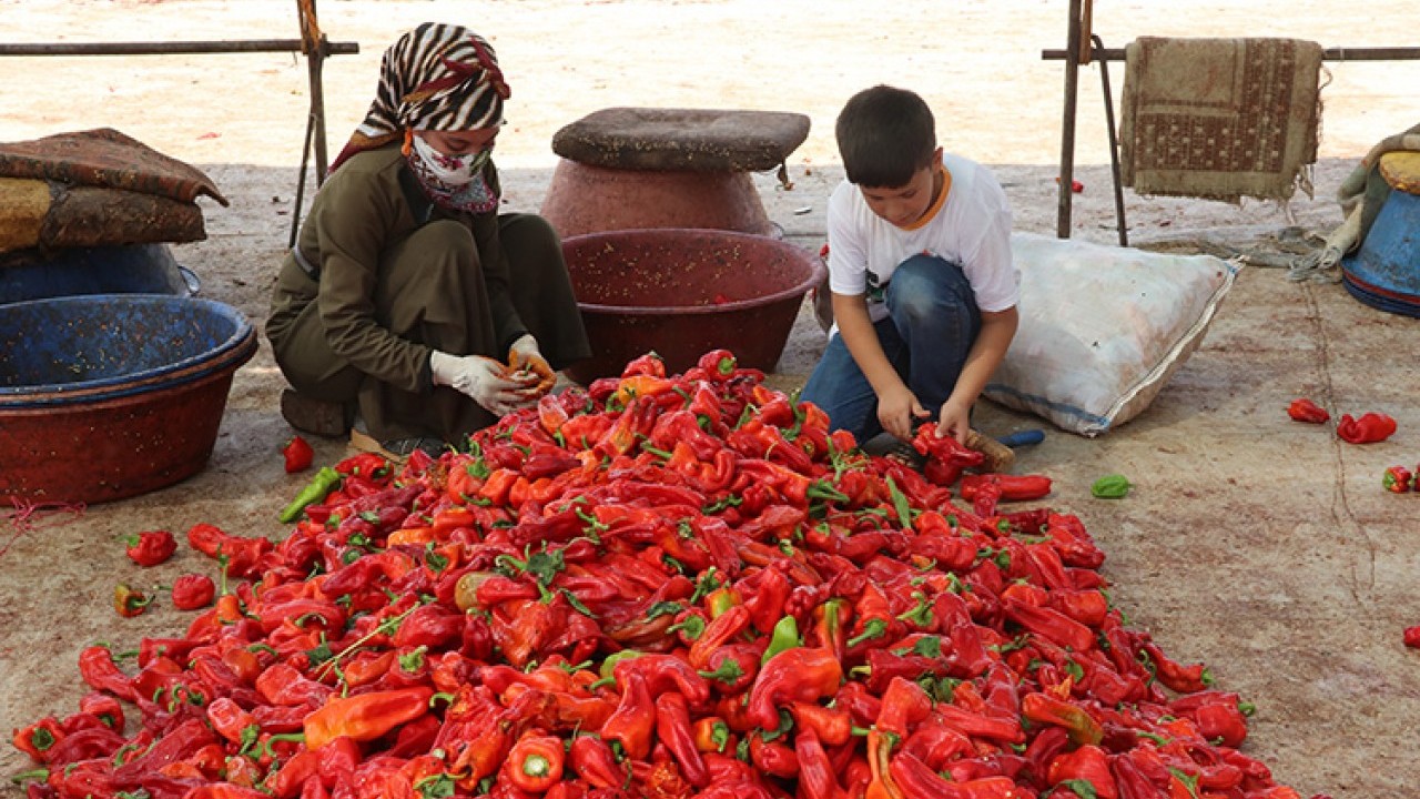 Foto - Şanlıurfalı kadınların zorlu biber mesaisi başladı! Reçeli çok güzel oluyor