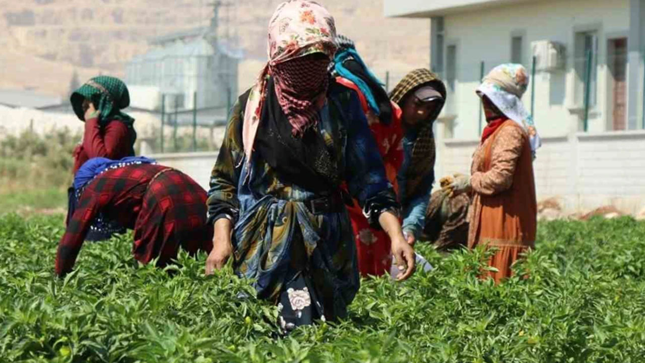 Şanlıurfalı kadınların zorlu biber mesaisi başladı! Reçeli çok güzel oluyor