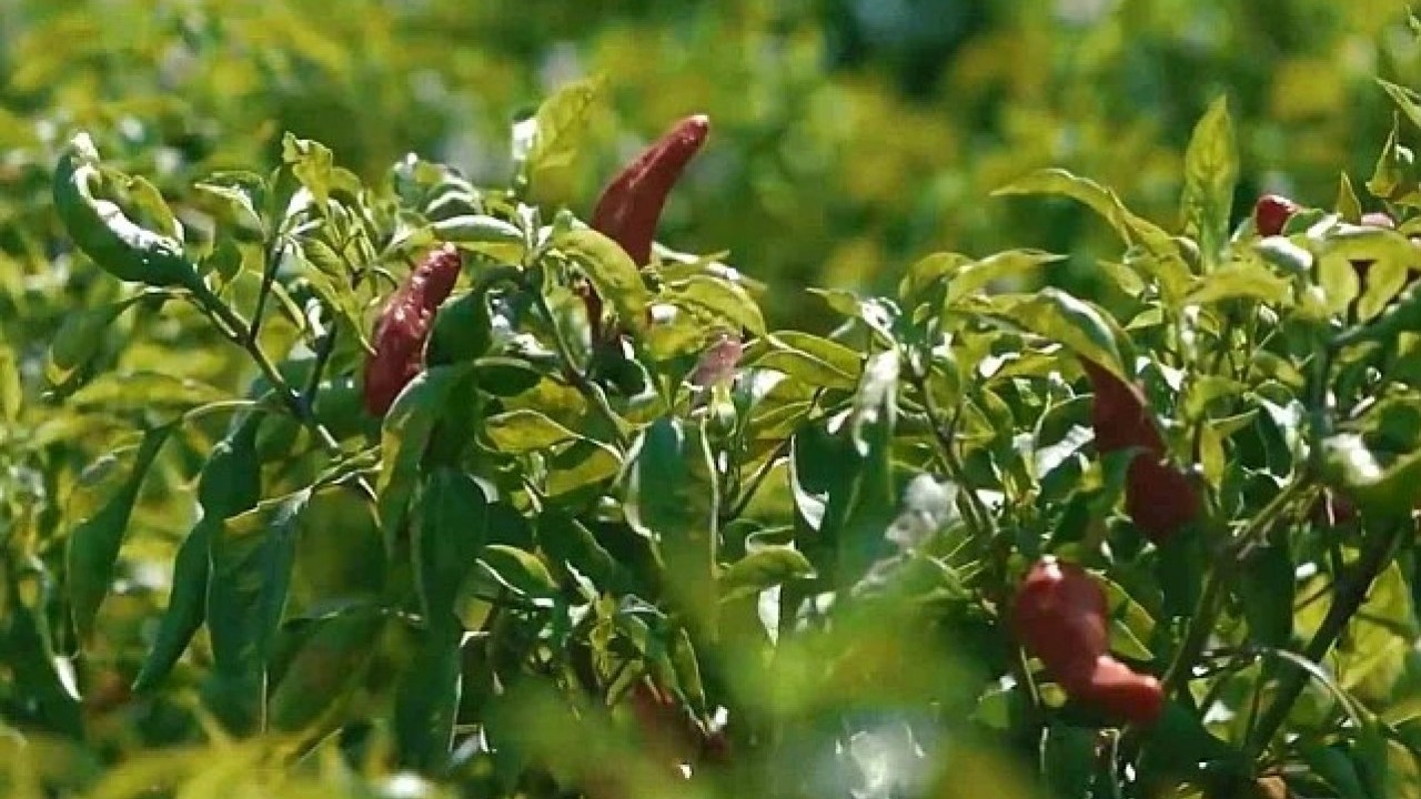 Foto - Şanlıurfalı kadınların zorlu biber mesaisi başladı! Reçeli çok güzel oluyor