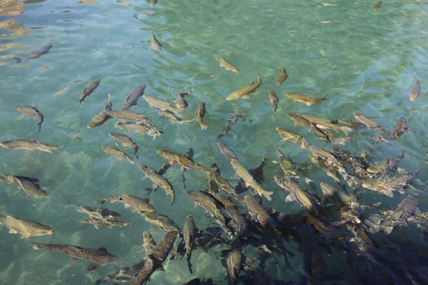 Foto - Şanlıurfa'nın kalbi yenilendi