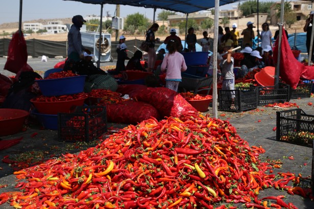 Foto - Şanlıurfa'nın tescilli isotu tezgahlarda yerini aldı