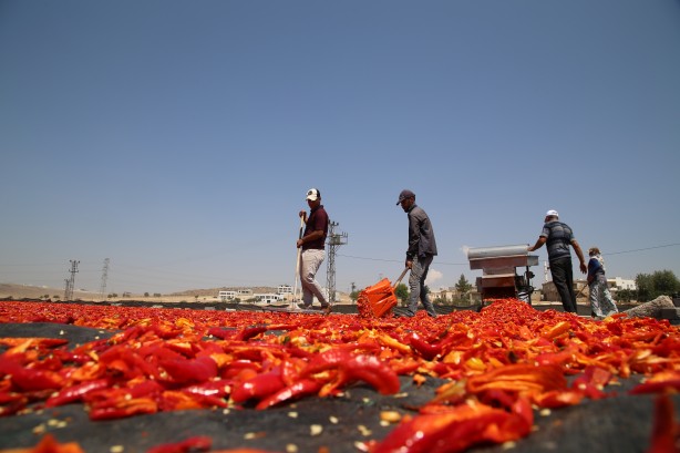 Foto - Şanlıurfa'nın tescilli isotu tezgahlarda yerini aldı