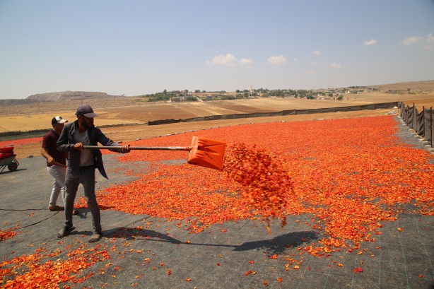 Şanlıurfa'nın tescilli isotu tezgahlarda yerini aldı