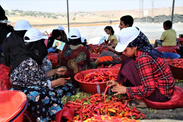 Foto - Şanlıurfa'nın tescilli isotu tezgahlarda yerini aldı