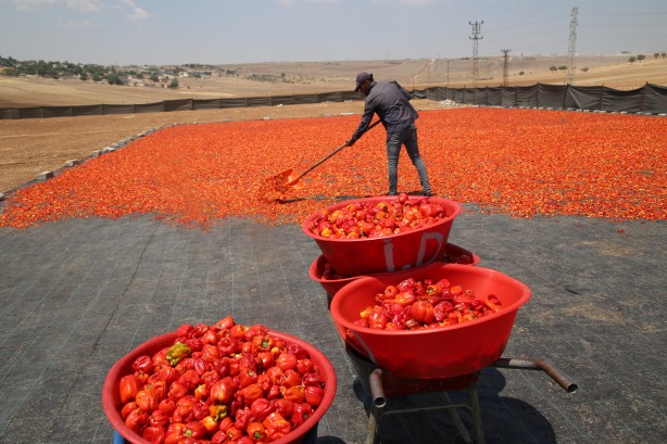 Foto - Şanlıurfa'nın tescilli isotu tezgahlarda yerini aldı