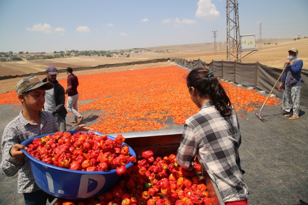 Foto - Şanlıurfa'nın tescilli isotu tezgahlarda yerini aldı