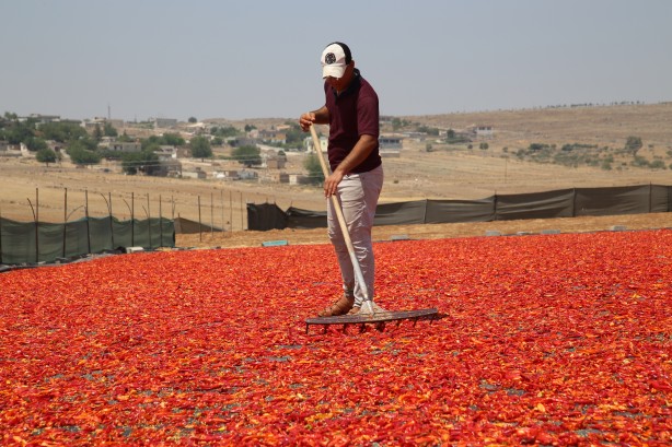 Foto - Şanlıurfa'nın tescilli isotu tezgahlarda yerini aldı