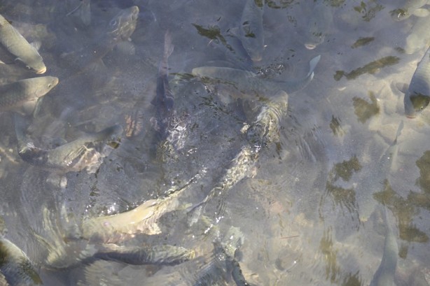 Foto - Şanlıurfa'nın turizm merkezi: Balıklıgöl