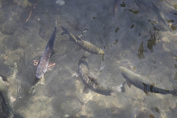 Foto - Şanlıurfa'nın turizm merkezi: Balıklıgöl