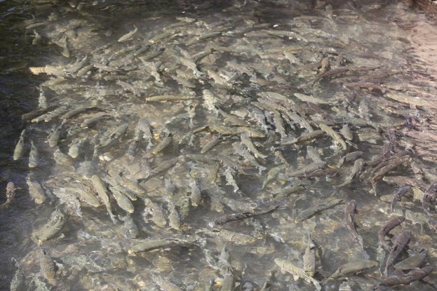 Foto - Şanlıurfa'nın turizm merkezi: Balıklıgöl