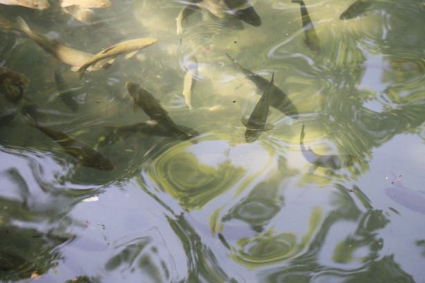 Foto - Şanlıurfa'nın turizm merkezi: Balıklıgöl
