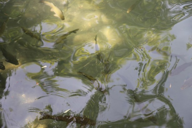 Foto - Şanlıurfa'nın turizm merkezi: Balıklıgöl