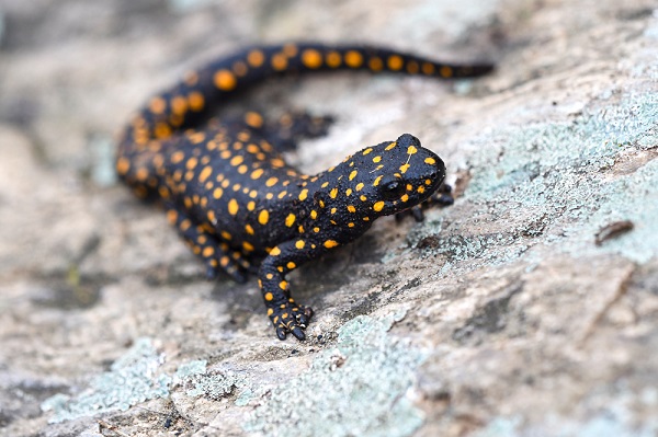 Foto - Şans eseri görüldü! Koruma altında bulunan endemik tür görüntülendi