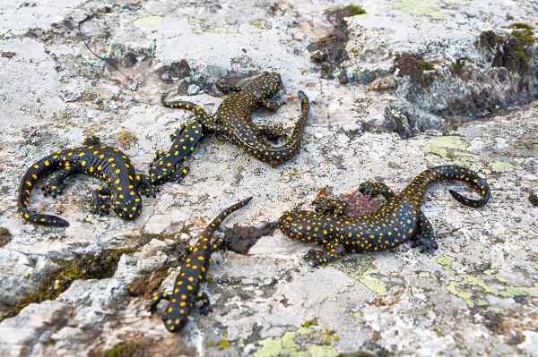 Foto - Şans eseri görüldü! Koruma altında bulunan endemik tür görüntülendi