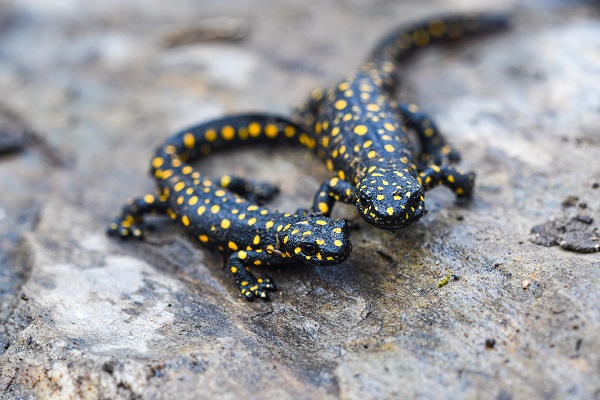 Foto - Şans eseri görüldü! Koruma altında bulunan endemik tür görüntülendi