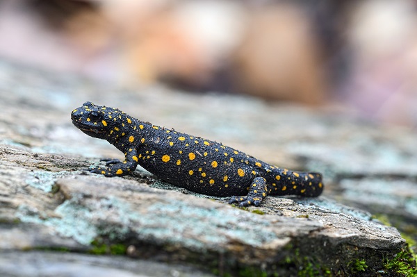 Foto - Şans eseri görüldü! Koruma altında bulunan endemik tür görüntülendi