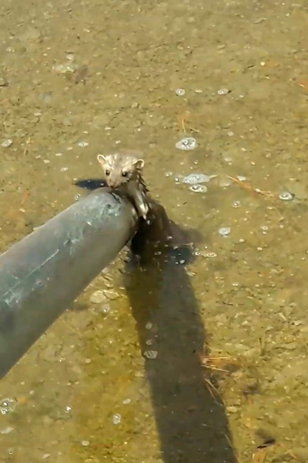 Foto - Sansar sulama havuzunda mahsur kaldı! Böyle kurtarıldı