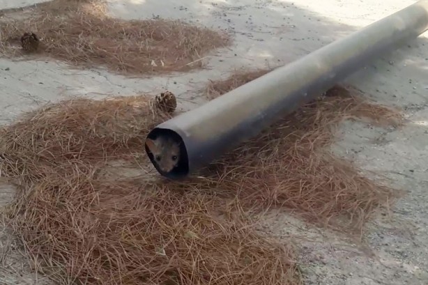 Foto - Sansar sulama havuzunda mahsur kaldı! Böyle kurtarıldı