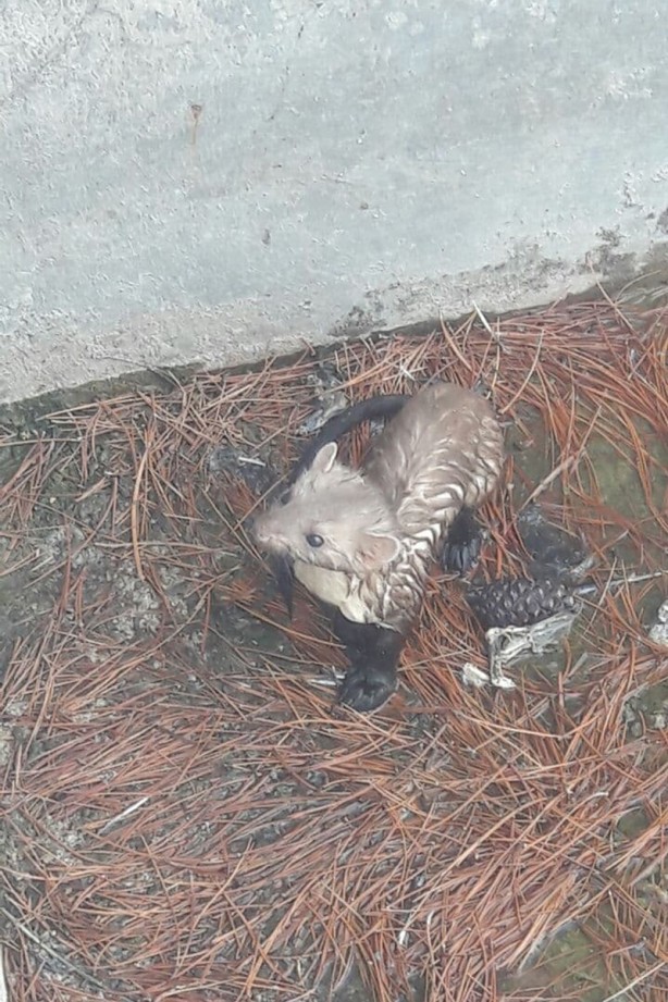 Foto - Sansar sulama havuzunda mahsur kaldı! Böyle kurtarıldı