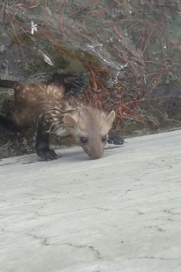 Foto - Sansar sulama havuzunda mahsur kaldı! Böyle kurtarıldı