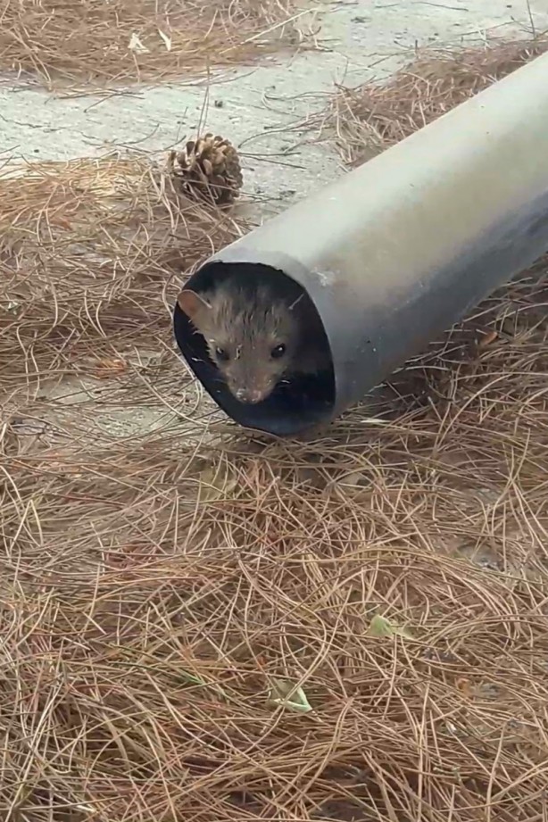 Foto - Sansar sulama havuzunda mahsur kaldı! Böyle kurtarıldı