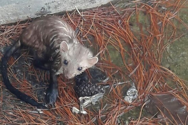 Sansar sulama havuzunda mahsur kaldı! Böyle kurtarıldı