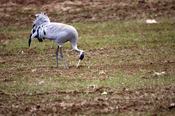 Foto - Şansı olanlar görebiliyor! Türkülere konu olan kuşlar objektiflere yakalandı