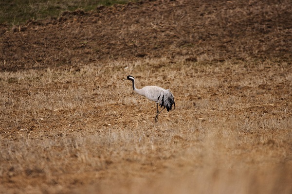 Foto - Şansı olanlar görebiliyor! Türkülere konu olan kuşlar objektiflere yakalandı