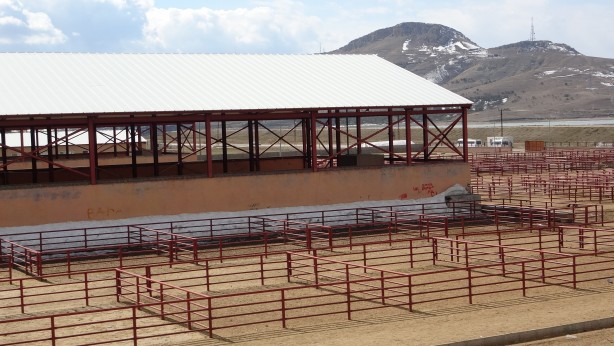 Şap hastalığı nedeniyle hayvan nakli yasaklandı