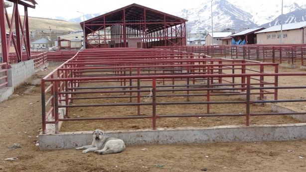 Foto - Şap hastalığı nedeniyle hayvan nakli yasaklandı