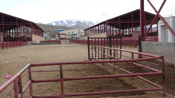 Foto - Şap hastalığı nedeniyle hayvan nakli yasaklandı