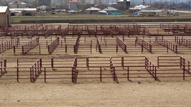 Foto - Şap hastalığı nedeniyle hayvan nakli yasaklandı