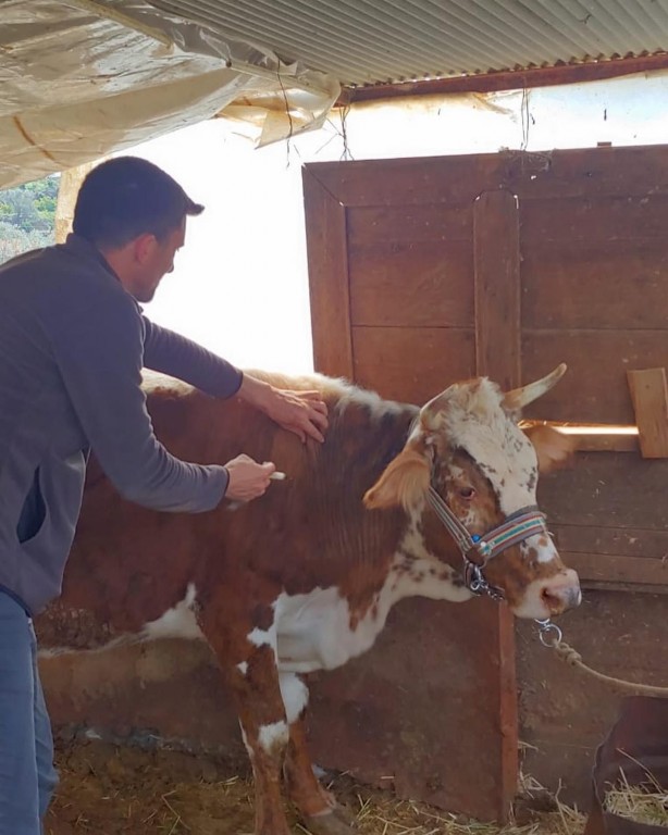 Foto - Şap hastalığı salgınına karşı aşılama işlemi başladı!