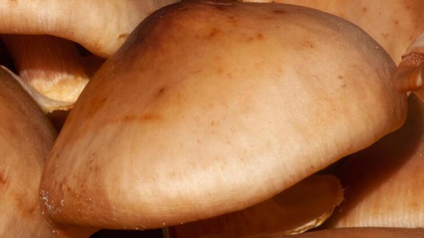 Sapı çok faydalı, yaprakları zehir! Eğer çiğ tüketirseniz bakın ne olur